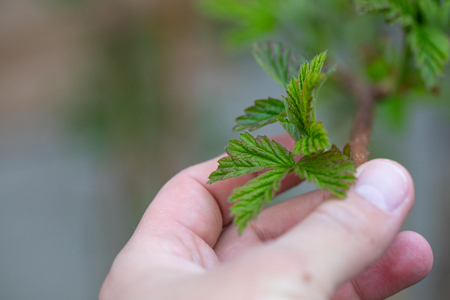 Macro close up picture of human hand holding fresh growing raspberry leaves on a branch on...