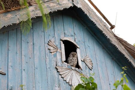 Mysterious owl sitting on an old house window-frame , looking to the cameraの写真素材