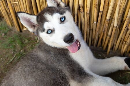 Cute little husky puppy sitting on the ground - purebred dogの写真素材