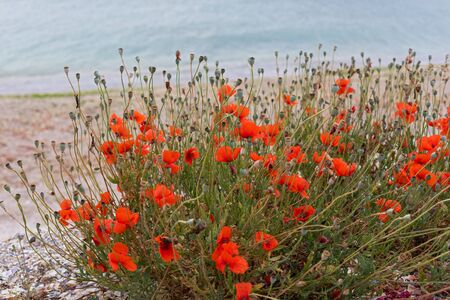Blooming red poppy flowers at the Black Sea coastlineの写真素材