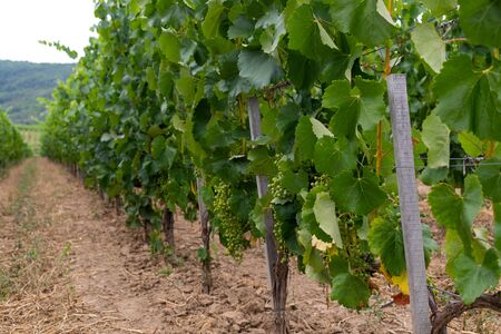 Beautiful picture of vineyards of Tokaj, Hungaryの写真素材