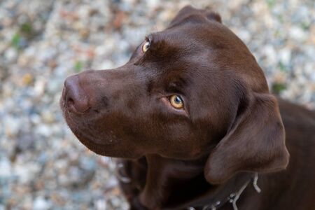 Adorable brown labrador relaxing in the garden