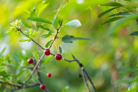 Picture of a sour cherry tree summertime