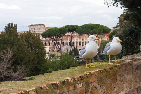 Scenic picture of a white seagull and beautiful panorama of Rome Old Town in the background, Europe, Italy の写真素材