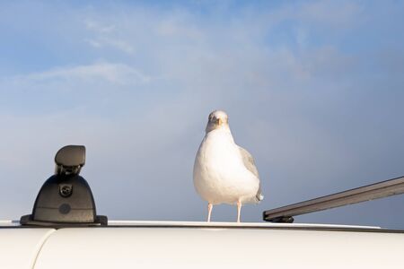 Close up picture of a cute friendly seagullの写真素材