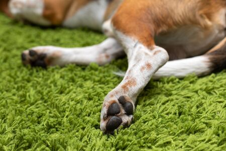 Cute beagle puppy lying on a green carpet at home.の写真素材