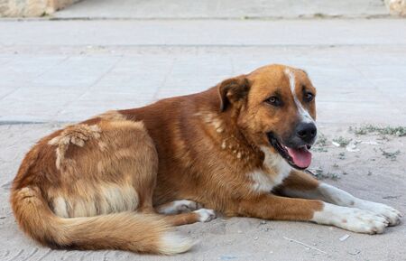 Lonely dog relaxing at the seaside, lying on sand at the beach