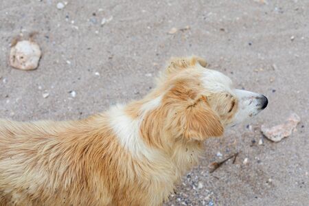 Lonely dog relaxing at the seaside, lying on sand at the beachの写真素材