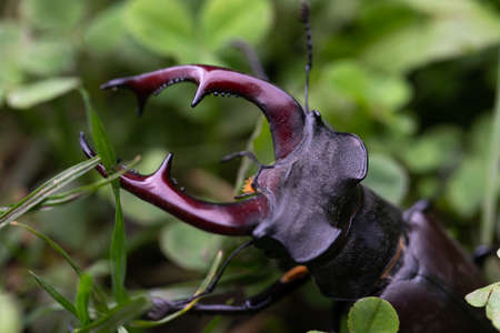 Close up picture of a beautiful male stag-beetle