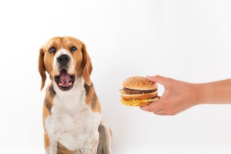 Cute obedient beagle dog eating a tasty hamburger on isolated backgroundの写真素材