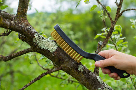 Picture of a sick apple tree cortex