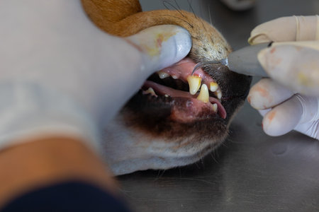 Veterinarian removing dental plaque from a dog's teeth.の写真素材