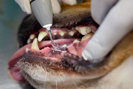 Veterinarian removing dental plaque from a dog's teeth.の写真素材