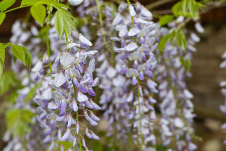 Picture of a flowering of pink acacia with green leavesの写真素材