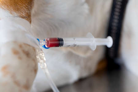 Close up picture of a dog with intravenous infusionの写真素材