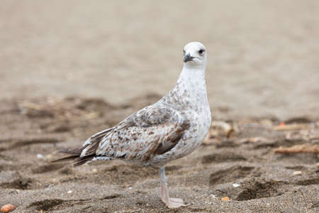 Scenic picture of a seagull standing by the seasideの写真素材
