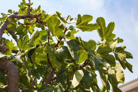 Fig tree with green figs on it on Croatiaの写真素材