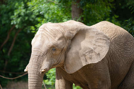 Picture of a lonely elephant in the zooの写真素材