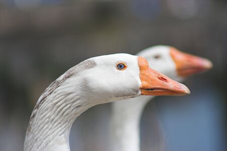 Two geese, one sharp and one blurred on the background, only neck and head shownの写真素材