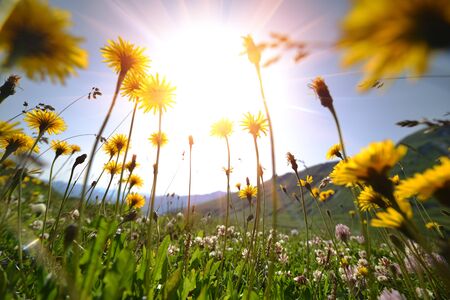 Dandelion flowers on a meadow, selective focus with wide angle lensの写真素材