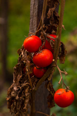 autumn with tomatoes ready to be pickedの写真素材