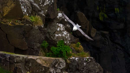 fulmars flying near the eastern coast of Iceland in the summer seasonの写真素材