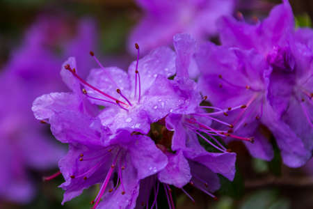 Details from flowers able to be seen in the Botanical garden in Akureyri, Iceland during summer seasonの写真素材