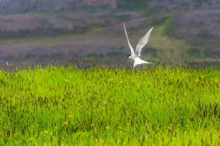 arctic tern flying over the nest during summer season in Iceland