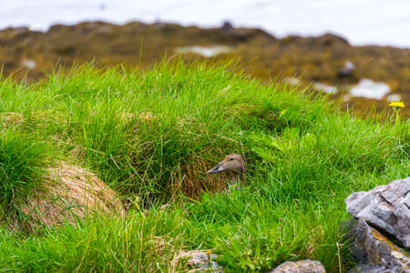duck hidden in the tundra grass incubating during summer season in Icelandの写真素材