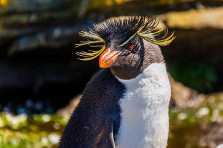 Rockhopper penguin (Eudyptes chrysocome)