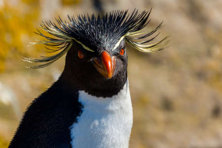 Close-up of the head of a rockhopper penguin (Eudyptes chrysocome)