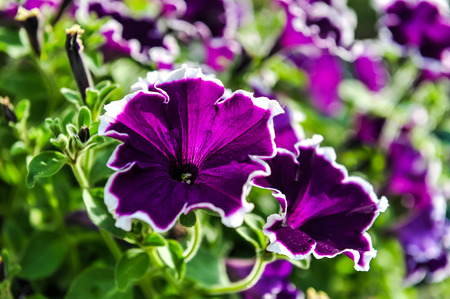 Beautiful purple flowers with white margin and metallic effectの写真素材