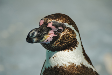 Portrait of a penguin on a uniform blurred backgroundの写真素材
