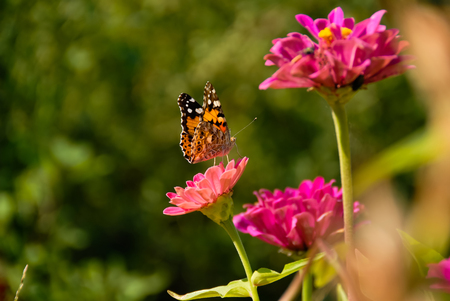 Close up view of flowers on pink flowers in gardenの写真素材