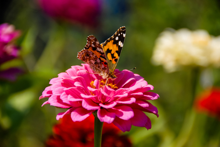 Butterfly feeding on pink flower with blurred backgroundの写真素材