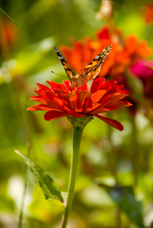 Big butterfly feeding on red flower in the gardenの写真素材