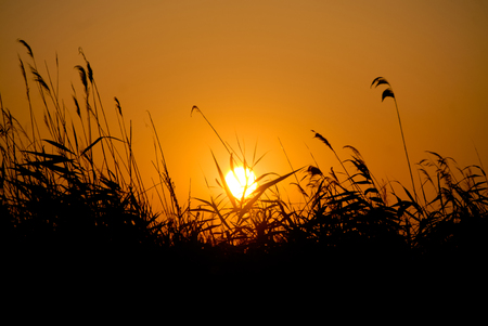 sunset over wheat field in danubian deltaの写真素材