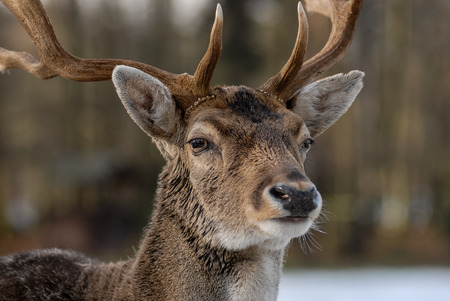 Portrait of deer in the forestの写真素材