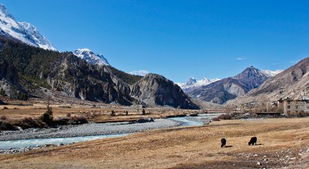 Yaks in valley in Himalayasの写真素材