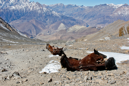 Horse cadaver in Himalaya mountainsの写真素材