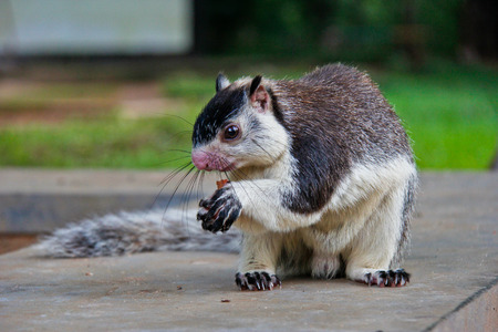 Giant squirrel in Sri Lankaの写真素材