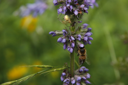 Bee and spider on flower stalkの写真素材