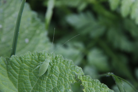 Green bug on green leafの写真素材