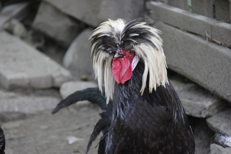 Hairy black and white roosterの写真素材