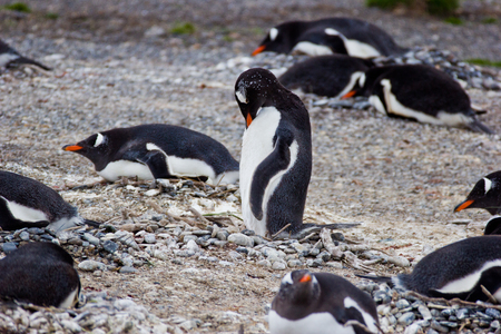 Jackass penguins in a colonyの写真素材