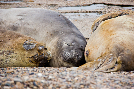 Sea dog sleeping on beachの写真素材
