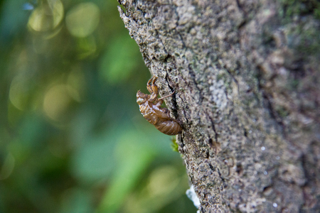 Empty cicada case on tree trunk