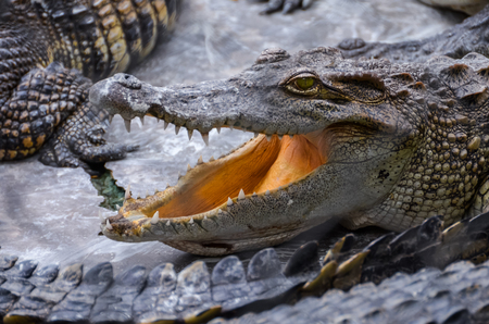 Crocodile with open mouthの写真素材