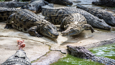 Crocodiles fighting for foodの写真素材