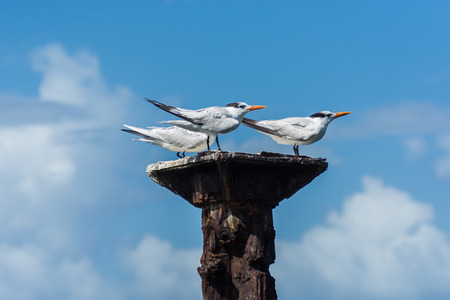 Three royal tern seagull birds on poleの写真素材